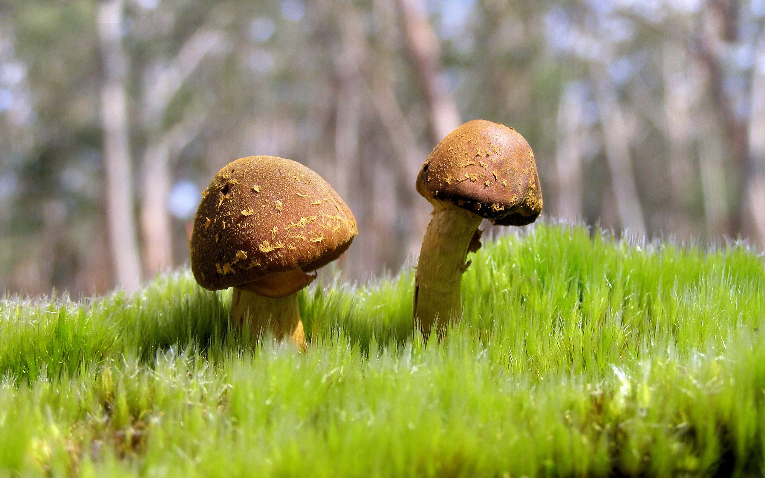 西班牙男队未来发展潜力巨大，西班牙男子足球队名单